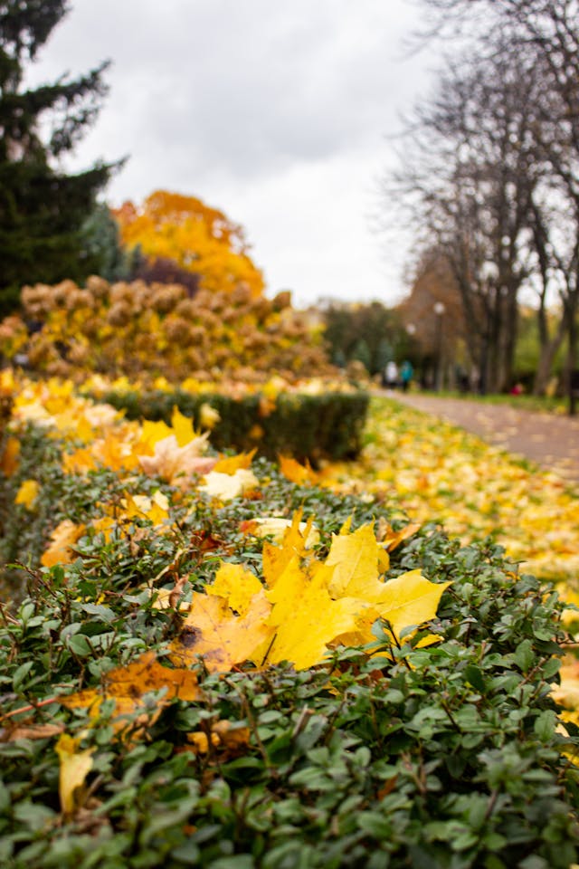 landscape photo of leaves in autumn